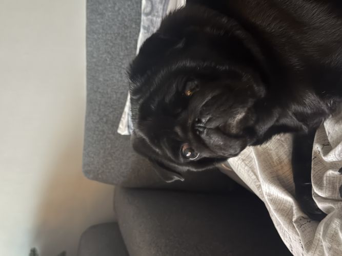 Zabawka edukacyjna dla kota w zdobywanie przysmaków